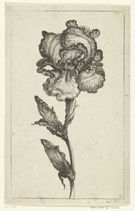 Iris von Anonymous