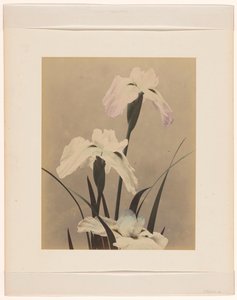 Iris von Anonymous