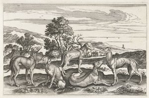 Jagdhunde