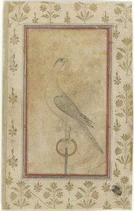 Jagdfalke