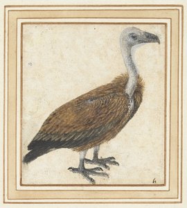 Junger Gänsegeier (Gyps fulvus) von Anonymous