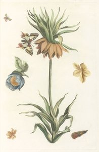 Kaiserkronen, Schmetterling und Raupe