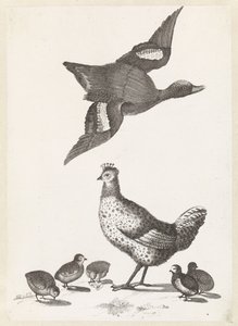 Huhn mit fünf Küken und eine nach rechts fliegende Ente von Anonymous