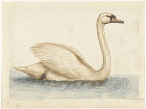 Höckerschwan
