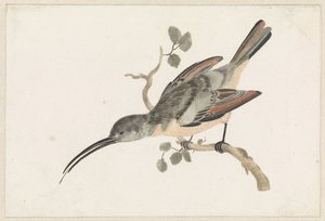 Kolibri auf einem Ast nach links von Anonymous