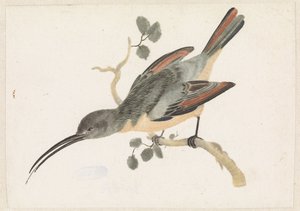 Kolibri auf einem Ast nach links