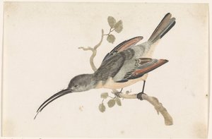 Kolibri auf einem Ast nach links von Anonymous