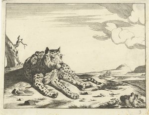 Liegender Leopard, von vorne gesehen, die Pfoten nach rechts von Anonymous