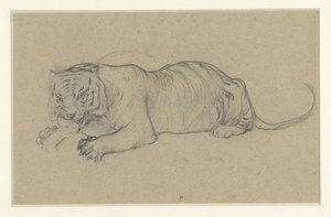 Liegender Tiger, der ein Stück Fleisch zerreißt