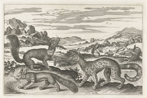 Marder, Eichhörnchen und ein Fuchs