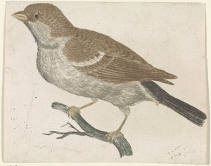 Spatz auf einem Zweig nach links von Anonymous