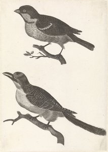 Spatz auf einem Ast nach links, darunter ein Vogel mit gezacktem Schnabel von Anonymous