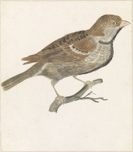 Spatz auf einem Ast nach rechts von Anonymous