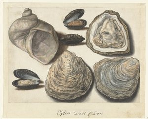 Austern, Muscheln und Mondhorn (Lombard Album) von Anonymous