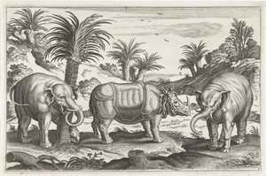 Elefanten und Nashorn