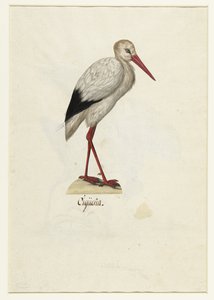 Storch (Cigüeña) (Lombard Album)
