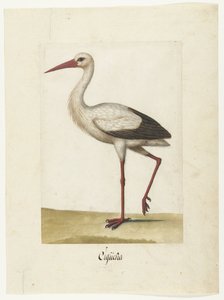 Storch (Lombard Album)