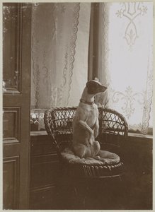 Sitzender Hund auf einem Stuhl am Fenster von Anonymous