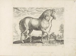 Pferd aus Kalabrien von Anonymous