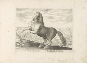 Pferd aus Neapel von Anonymous