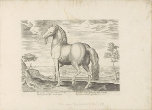 Pferd aus Sardinien