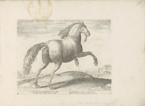 Pferd aus Spanien