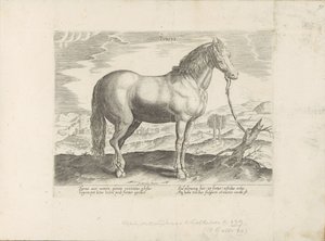Pferd aus der Türkei von Anonymous