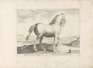 Pferd aus Flandern (Serie: Pferderassen aus den königlichen Ställen von Don Juan von Österreich)