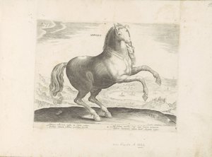 Pferd aus Süditalien (Pferderassen aus den königlichen Ställen von Don Juan von Österreich)