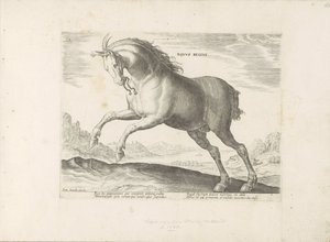 Pferd der Rasse Equus Regius (der Königliche)