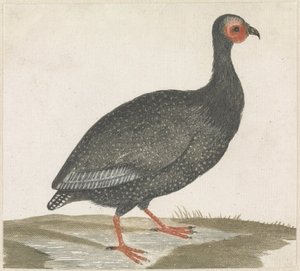 Perlhuhn