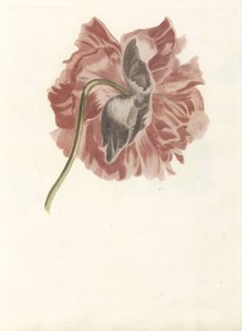 Pfingstrose