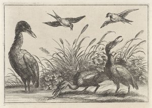 Reiher und Schwalben