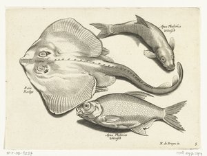 Rochen, Brassen und Weißfisch