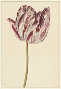 Rot-weiße Tulpe