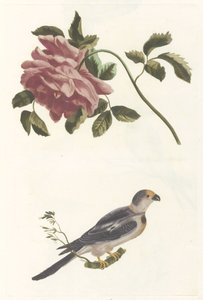 Rose und Sittich