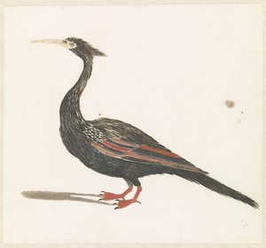 Schlangenhalsvogel von Anonymous