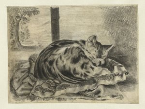 Schlafende Katze von Anonymous