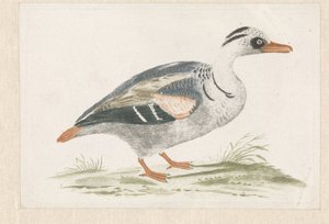 Stehende Ente mit weißer Brust nach rechts