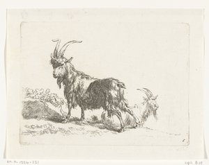 Stehende und liegende Ziege oder Bock