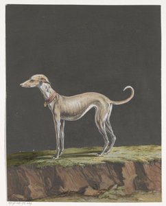 Stehender Windhund nach links