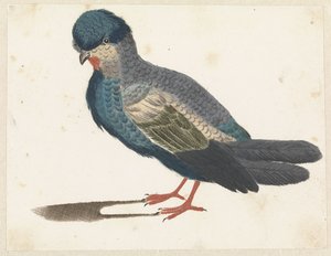 Stehender Vogel nach links, möglicherweise eine Taube