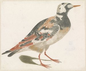 Steinläufer