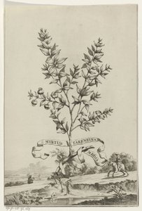 Zweig Myrtus Tarentina von Anonymous