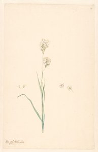 Zweig von Ixia olystachya mit Details von Stempel und Blume von Anonymous