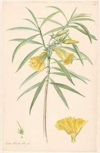 Zweig einer gelben Blume (Lilienart) mit Details von Stempel und Blüte von Anonymous