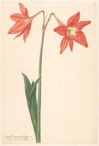 Zweig von roter Amaryllis von Anonymous
