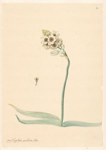 Zweig von Vogelmilch mit Detail des Stempels