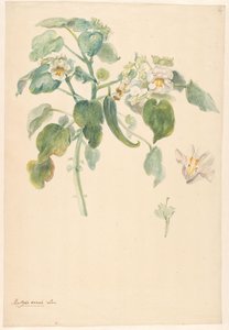 Zweig einer weißen Katzenkralle mit Details von Stempel und Blume