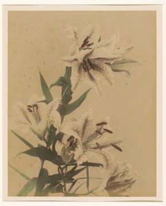 Tigerlilien